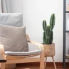 Faux Fairy Cactus