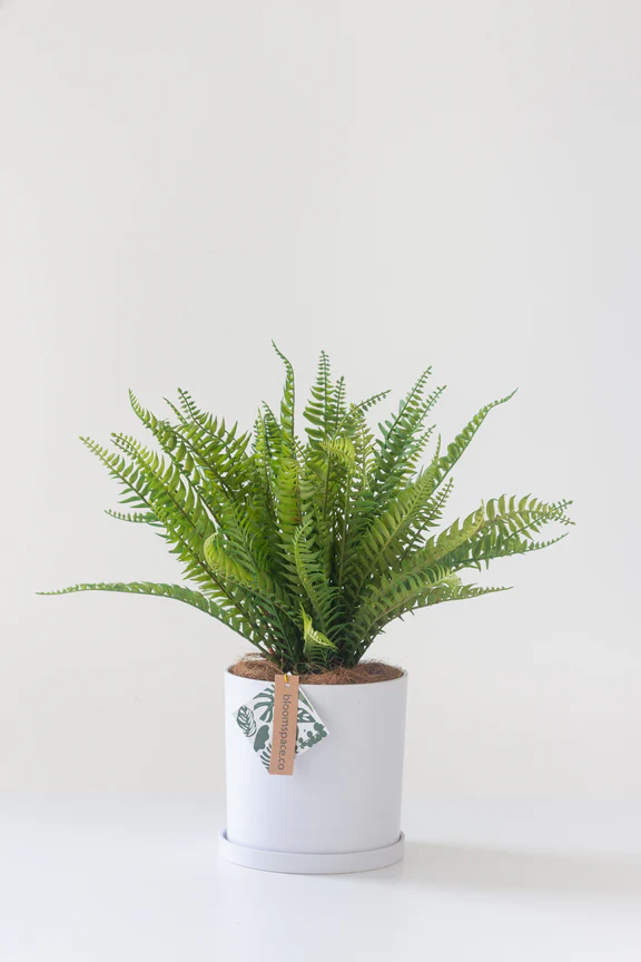 Faux Fern