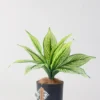 Faux Calathea White Line