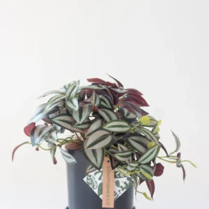 Faux Tradescantia Nanouk