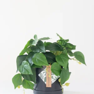 Faux Money Plant