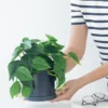 Faux Money Plant
