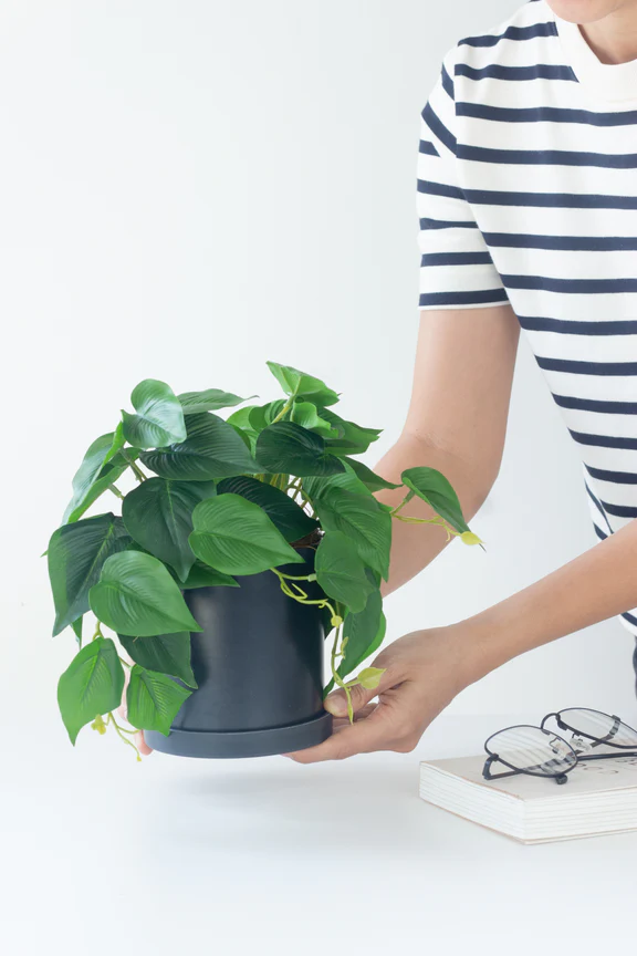 Faux Money Plant